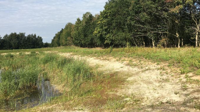 Das freigestellte Gewässer im Herbst nach der Maßnahmenumsetzung.