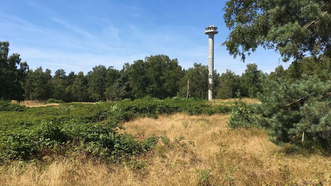 Brombeeren und aufkommender Gehölzwuchs auf der Fläche vor Maßnahmenumsetzung