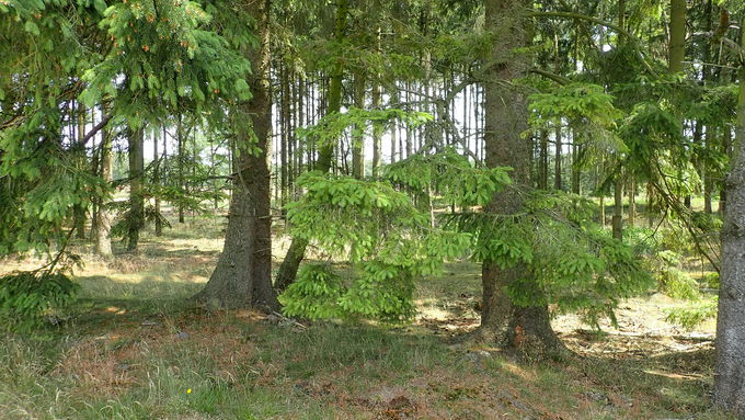 Baumbestand auf der Binnendüne vor Umsetzung der Maßnahme