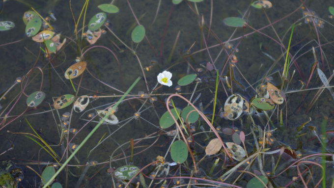 Das Froschkrautgewässer musste saniert werden, um die gefährdete Art hier zu erhalten.