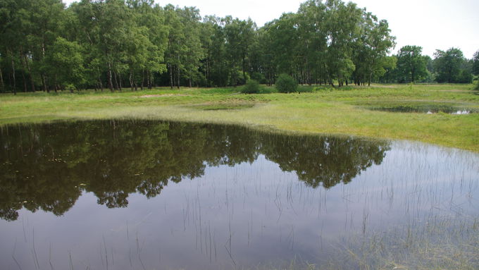 Der Teich unmittelbar vor der Erstinstandsetzung