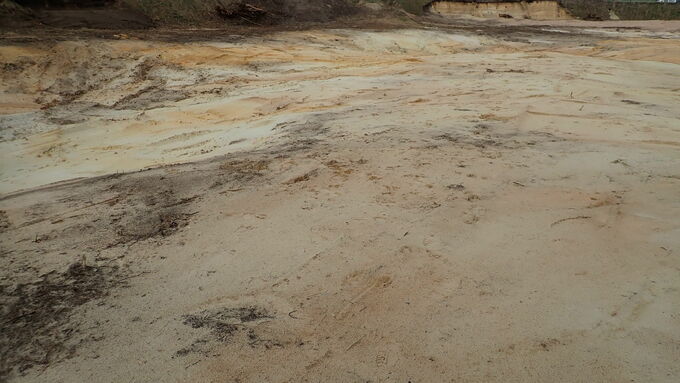 Die Sandentnahmestelle wurde vollständig freigestellt und stellt nun einen deutlich optimierten Lebensraum für die Kreuzkröte dar. (Fotos: Thomas Kutter, NLKWN)  Die Sandentnahmestelle wurde vollständig freigestellt und stellt nun einen deutlich optimierten Lebensraum für die Kreuzkröte dar.