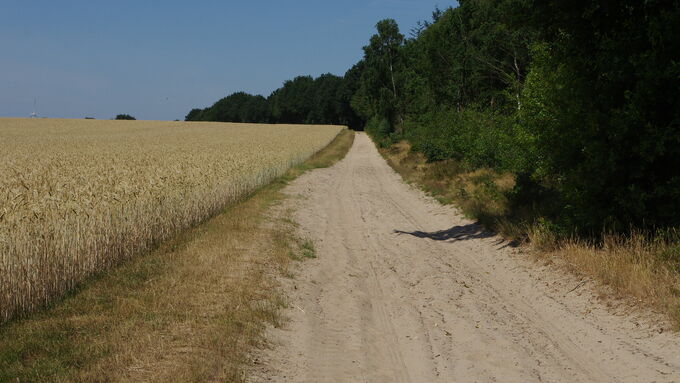 Der Sandweg dient den Zauneidechsen als Eiablageplatz, wird jedoch durch Quads und Traktoren befahren