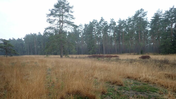 Seevetalquellmoor, ein Jahr nach der Umsetzung