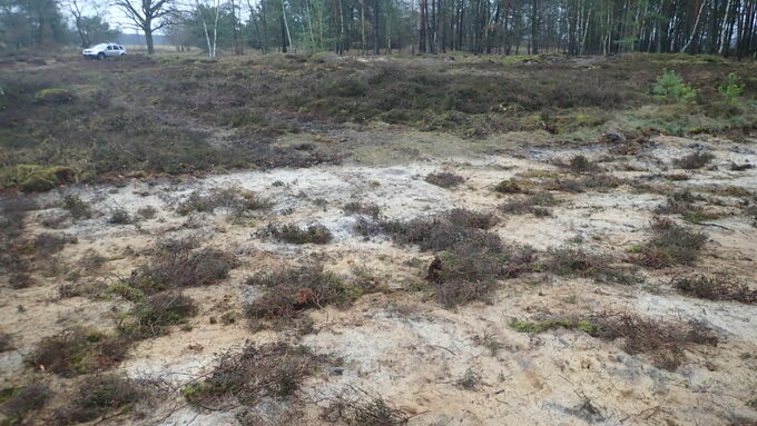 Offene Sandflächen in der Heide nach Maßnahmenumsetzung © Sabrina Schäfer, NLWKN