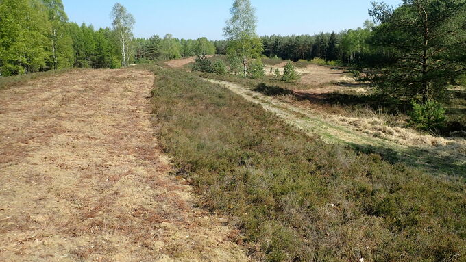 Ausbreitungsflächen für lebensraumtypische Vegetation nach Maßnahmenumsetzung