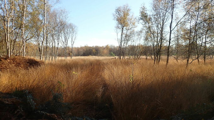 Das Südlohner Moor wurde als Habitat für die Schlingnatter optimiert.