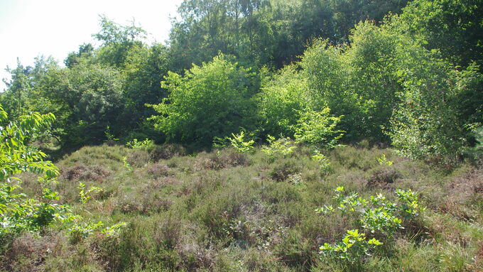 Die Heidebereiche wurden durch einwandernde Gehölze, vor allem die Spätblühende Traubenkirsche, bedroht.
