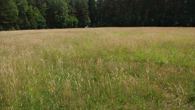 Hier sollen zwei flache Gewässer als Laichhabitat für die Kreuzkröte angelegt werden.