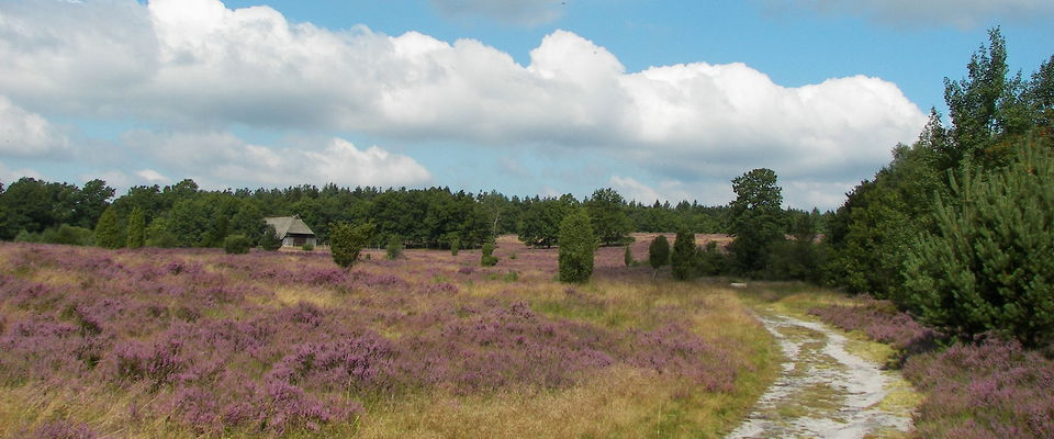 Lüneburger Heide, Willow/CC BY-SA 3.0