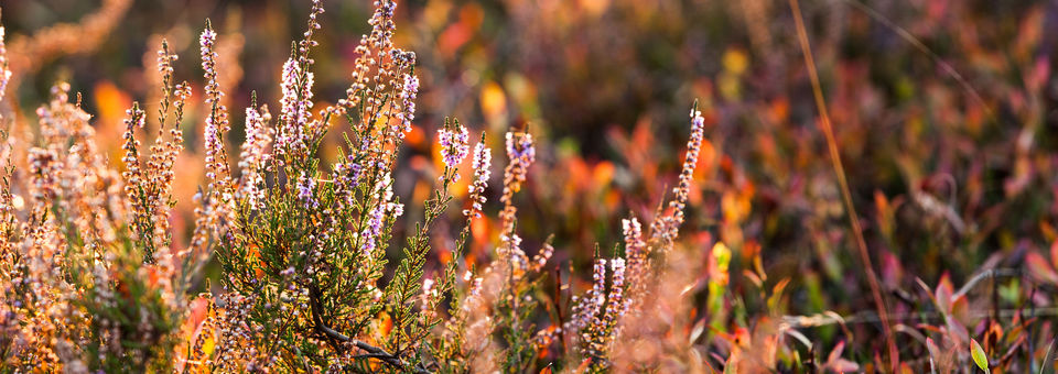 Besenheide bei Sonnenuntergang